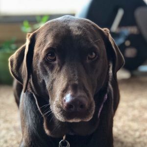 Meet your Posher, Katie